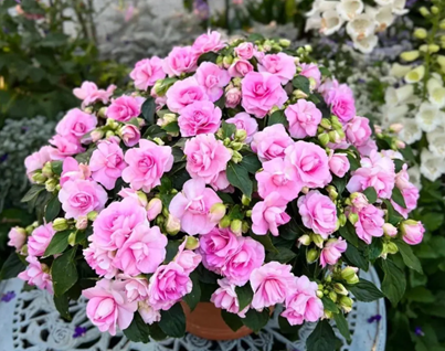 20250508/681c0859e7212.png QQ20250508-092452.png