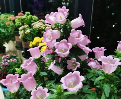 從爆花到度夏，解鎖&ldquo;丹麥風(fēng)鈴草&rdquo;的秘密