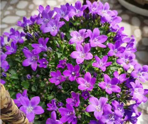 20250515/682592716de4f.png QQ20250515-150333.png