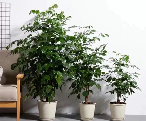 幸福樹黃葉|西安嘉禾苗圃 幸福樹黃葉|西安嘉禾苗圃