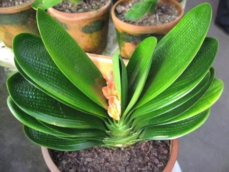 君子蘭的花箭出不來,原來是這3點(diǎn)在“搞鬼”!