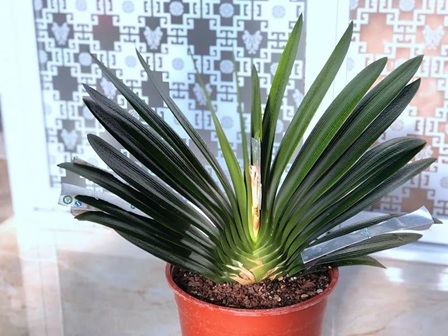 20250719/687af62571082.jpg 640 (1).jpg