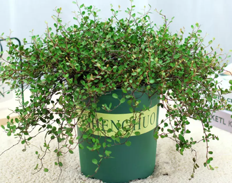 20250819/68a43bbd7761d.png QQ20250819-165220.png