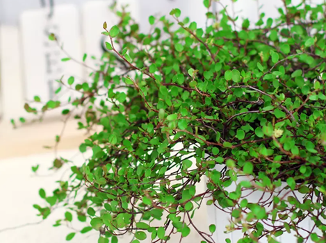 20250819/68a43bcb660aa.png QQ20250819-165237.png