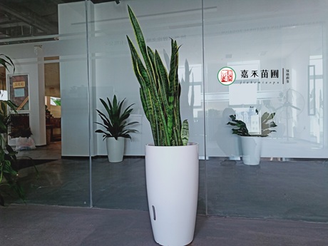 虎尾蘭一直不長個(gè)子,解決5個(gè)養(yǎng)護(hù)難題,可促進(jìn)側(cè)芽萌發(fā)