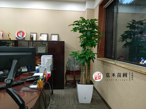 西安辦公室綠植租賃|西安嘉禾苗圃 西安辦公室綠植租賃|西安嘉禾苗圃