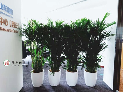 西安曲江區花卉租擺|西安嘉禾苗圃