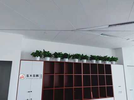 西安室內綠植租賃|西安嘉禾苗圃