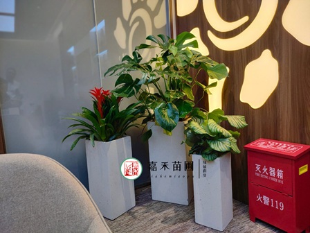 綠意盎然，服務(wù)至上：西安地區(qū)銀行網(wǎng)點綠植租擺新風尚