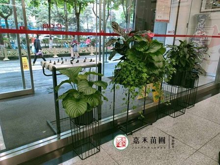 西安銀行花卉租賃公司電話15202909185